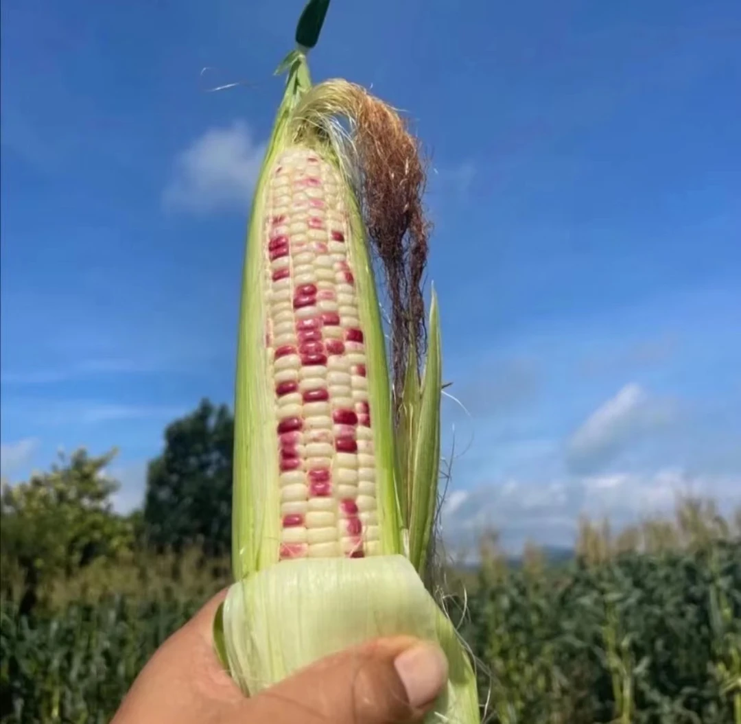 现摘现发 新鲜的玉米
