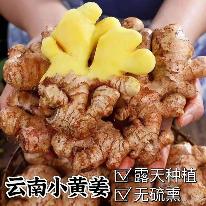 云南小黄姜生姜老姜味浓郁辛辣高原生态调味佳品新鲜产地现挖现发