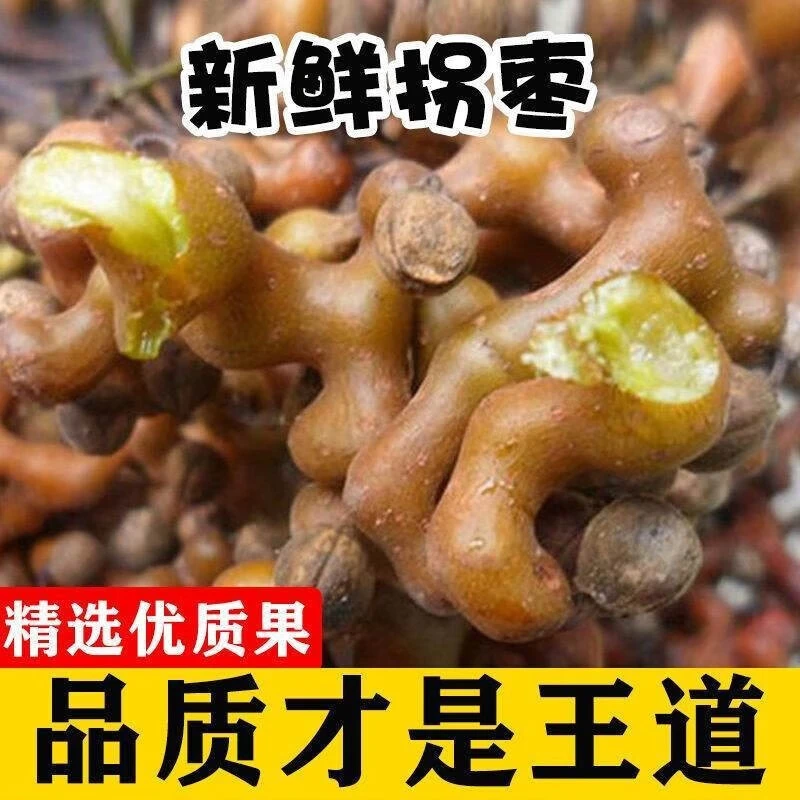 24年秦岭新鲜拐枣小众水果1-5斤泡酒万寿果金钩梨枳椇子鸡爪梨