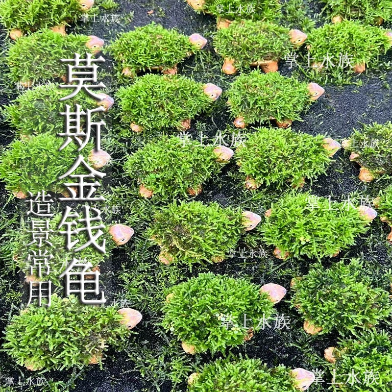 大三角莫斯金钱龟草缸鱼缸造景懒人增氧阴性淡水水草植物活体成品