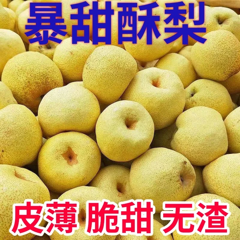 陕西蒲城酥梨薄皮超甜新鲜水果冰糖雪梨非砀山梨香梨5/9斤包邮