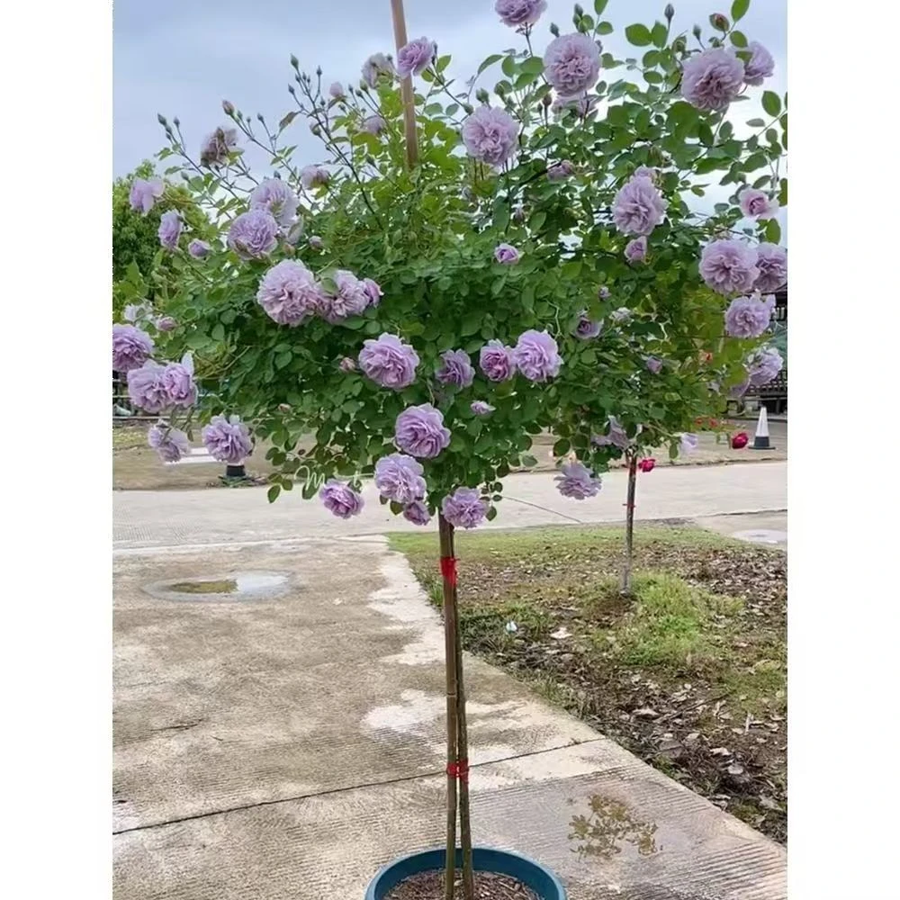 蓝色阴雨树桩月季棒棒糖造型庭院造景好养四季开花【修剪发货】
