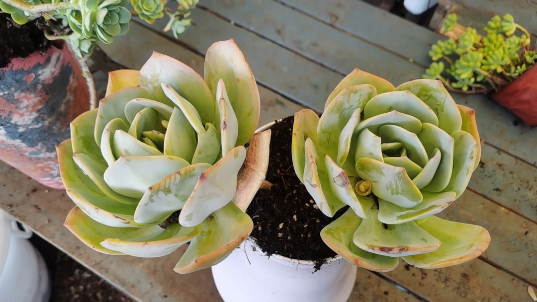 滇南小双【12白凤】老桩多肉精品盆栽绿植造型大型飘枝多肉