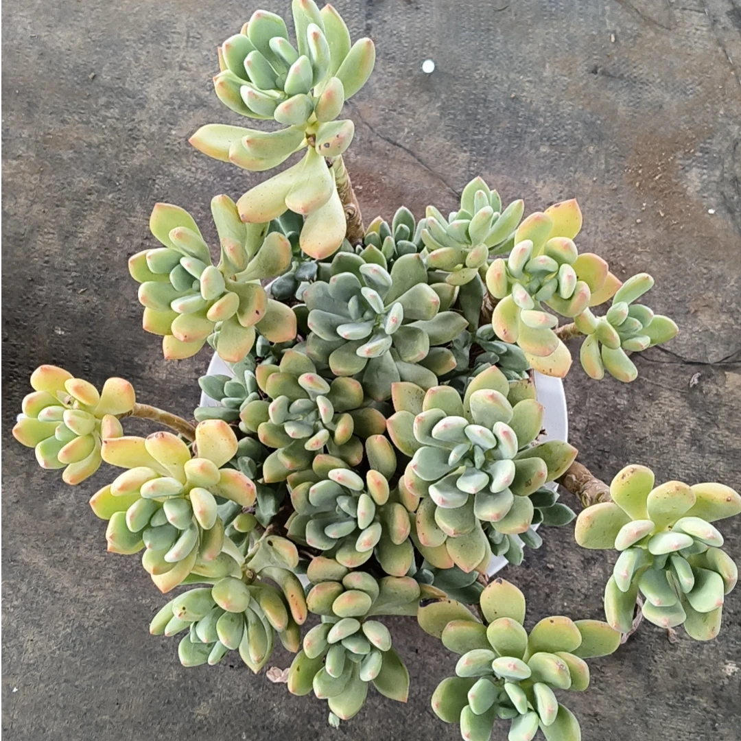 滇南小双【16霜花】老桩多肉精品盆栽绿植造型大型多肉