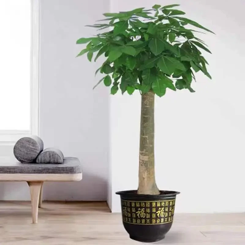 大棵发财树棵盆栽送礼植物盆器绿植发财树送礼开业办公室摆件招财