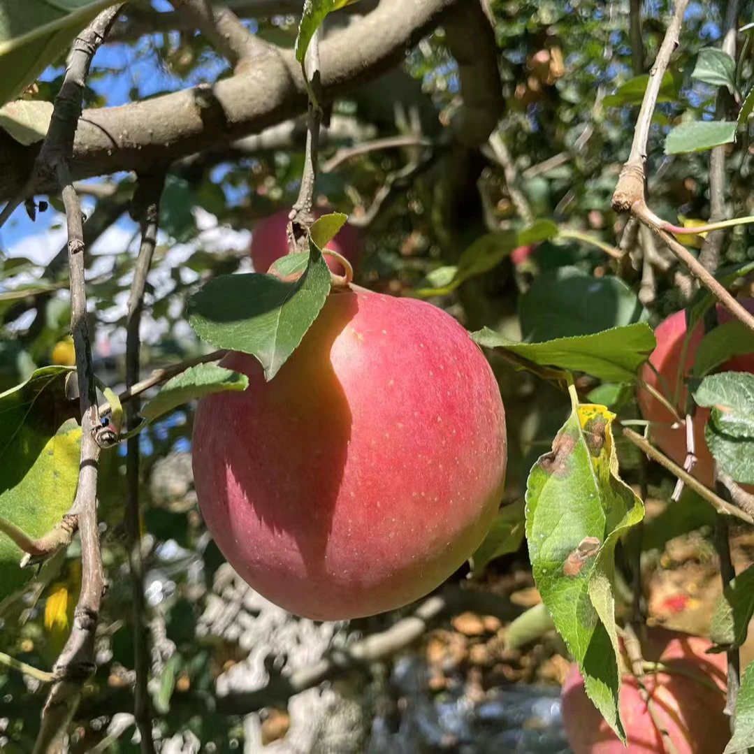 买五斤送五斤红富士脆甜酸甜爽口10斤多仓发货陕西红富士