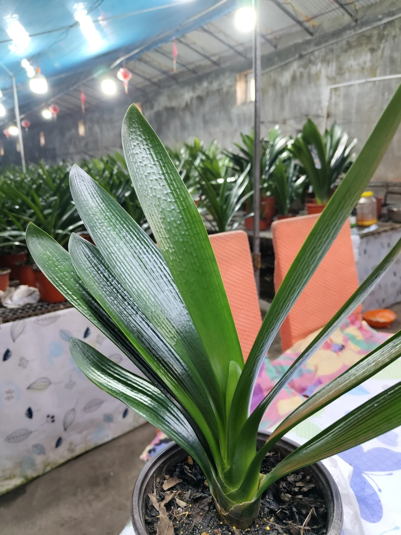 玉脉系列平油子代