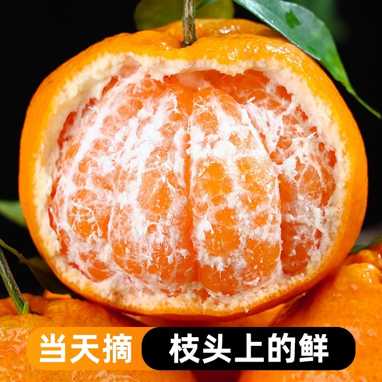 X四川新鲜橘子桔子当季新鲜水果中果4.5-5斤