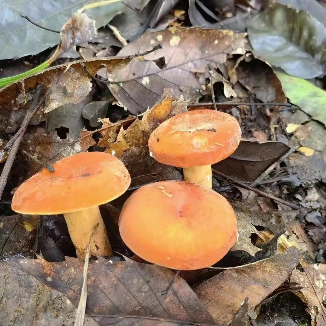 精品奶浆菌500克煲汤爆炒火锅皆可新鲜食材