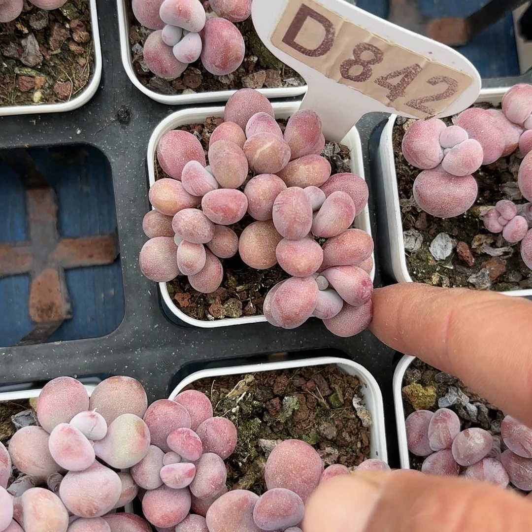 披****腻D842桃蛋一物一拍