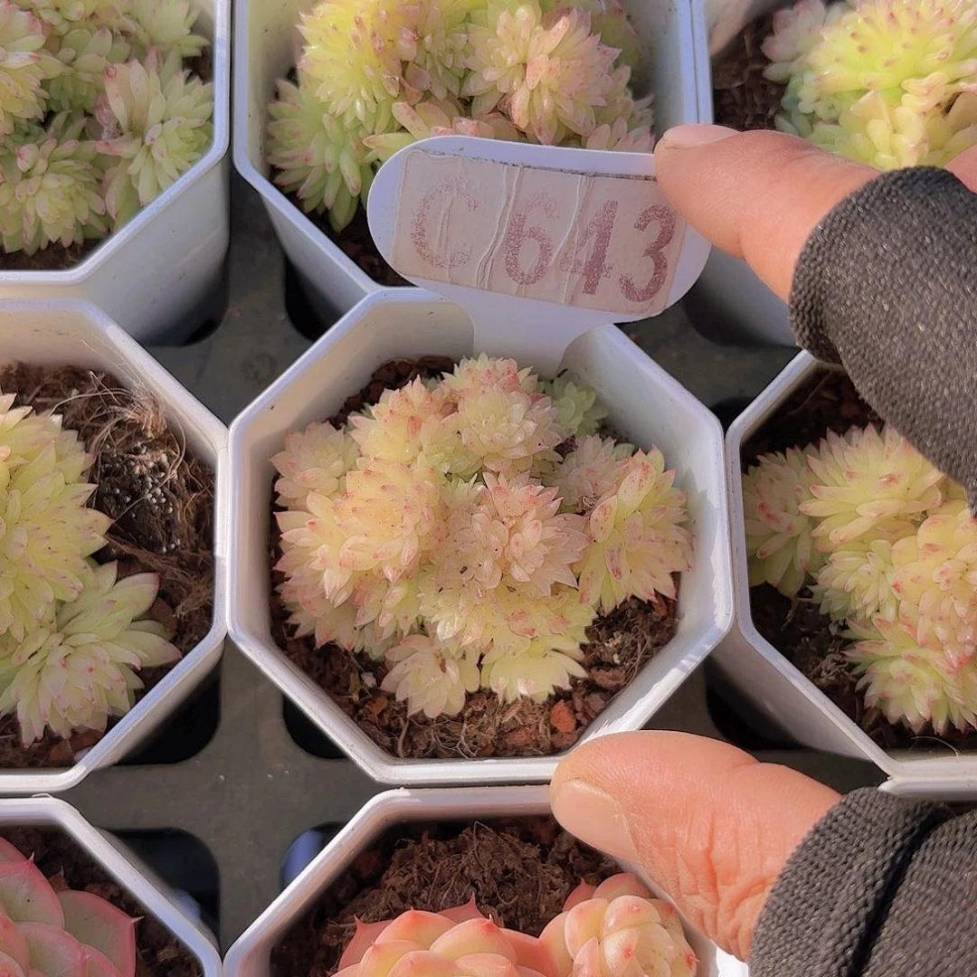 C643麦秆一物一拍