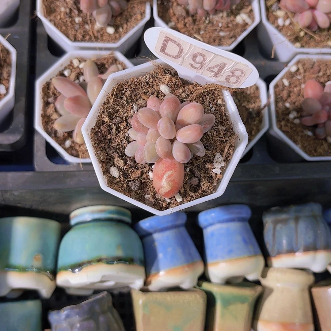 D948糖果美人群一物一拍