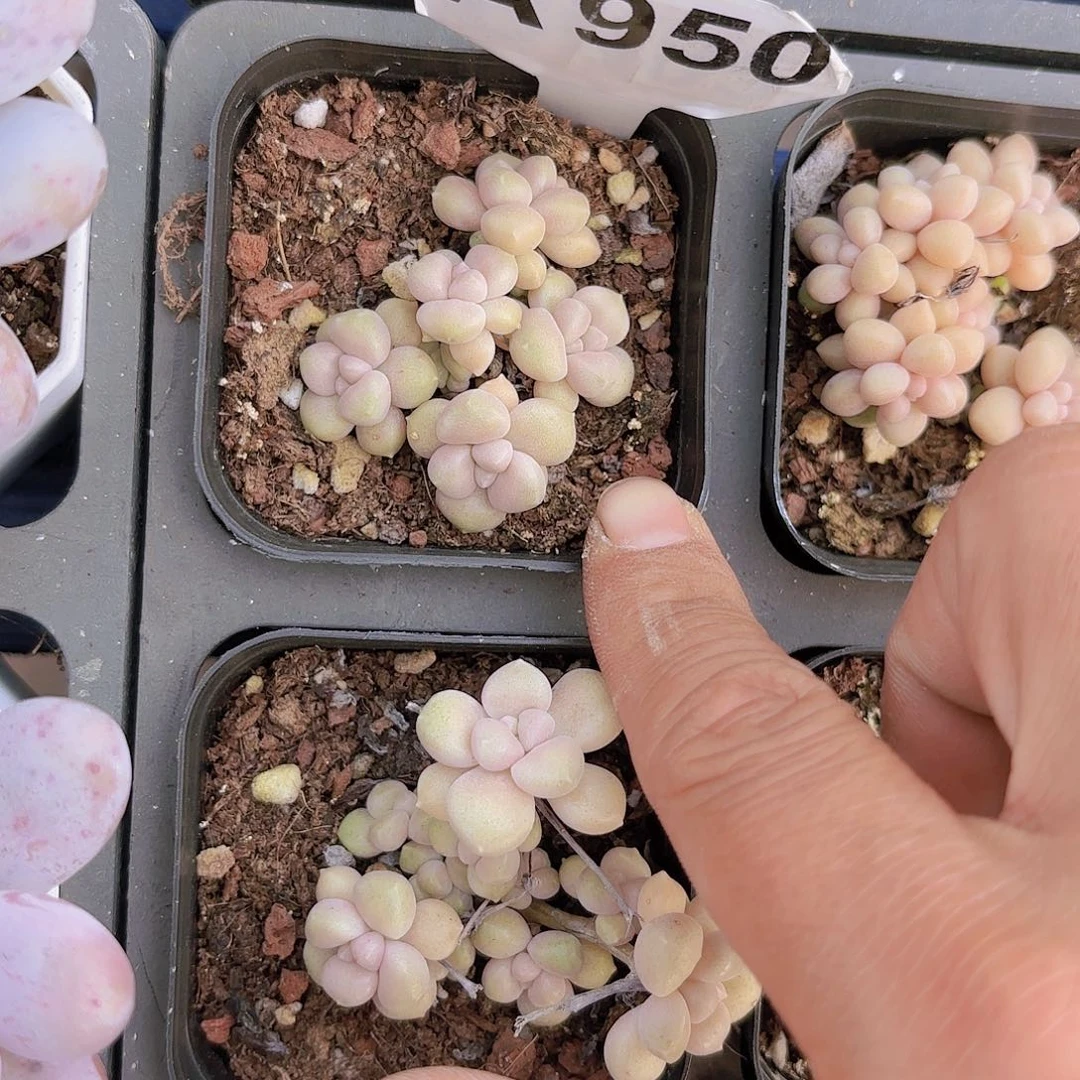 A950丸叶姬秋丽yi wu yi pai