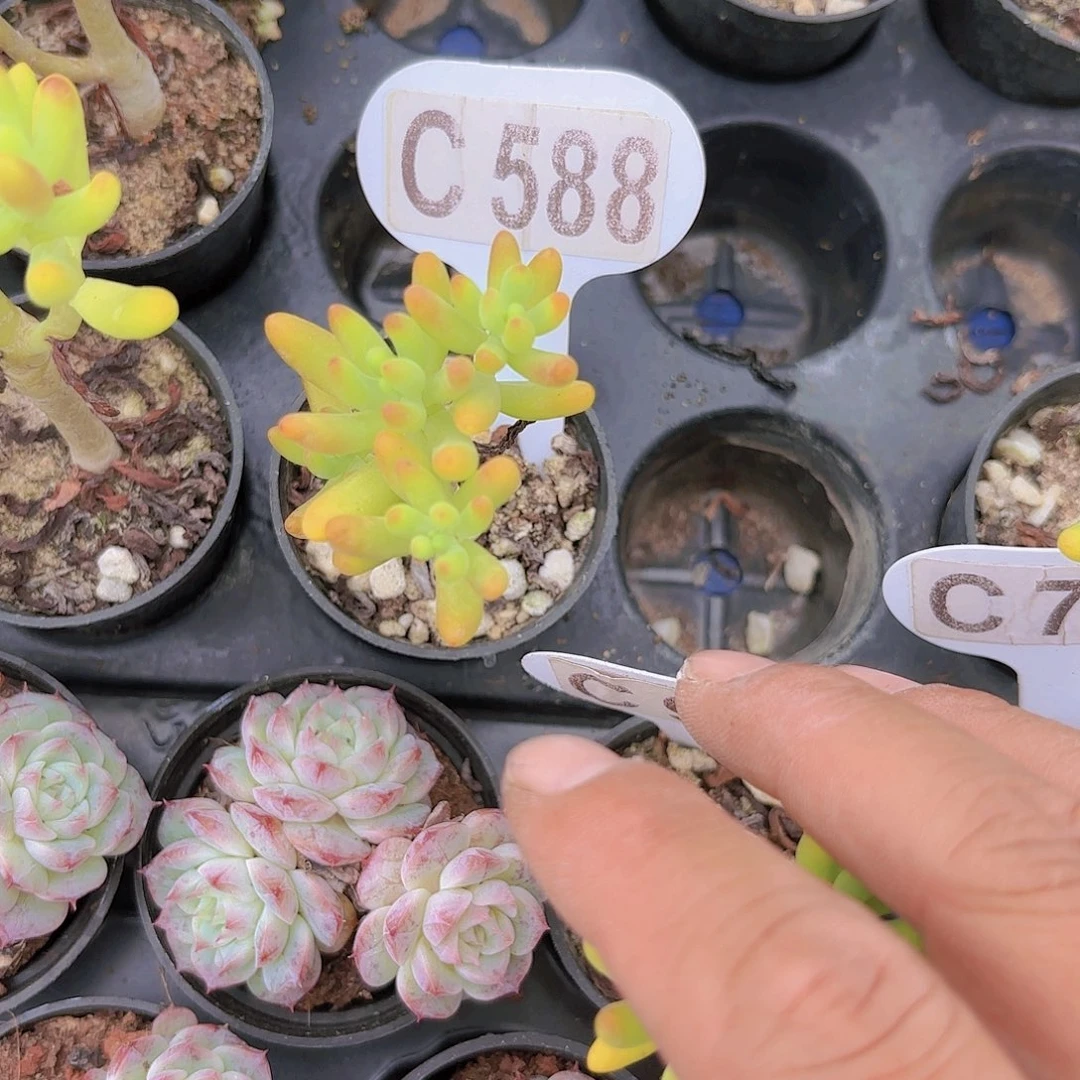 C588八千代一物一拍多肉