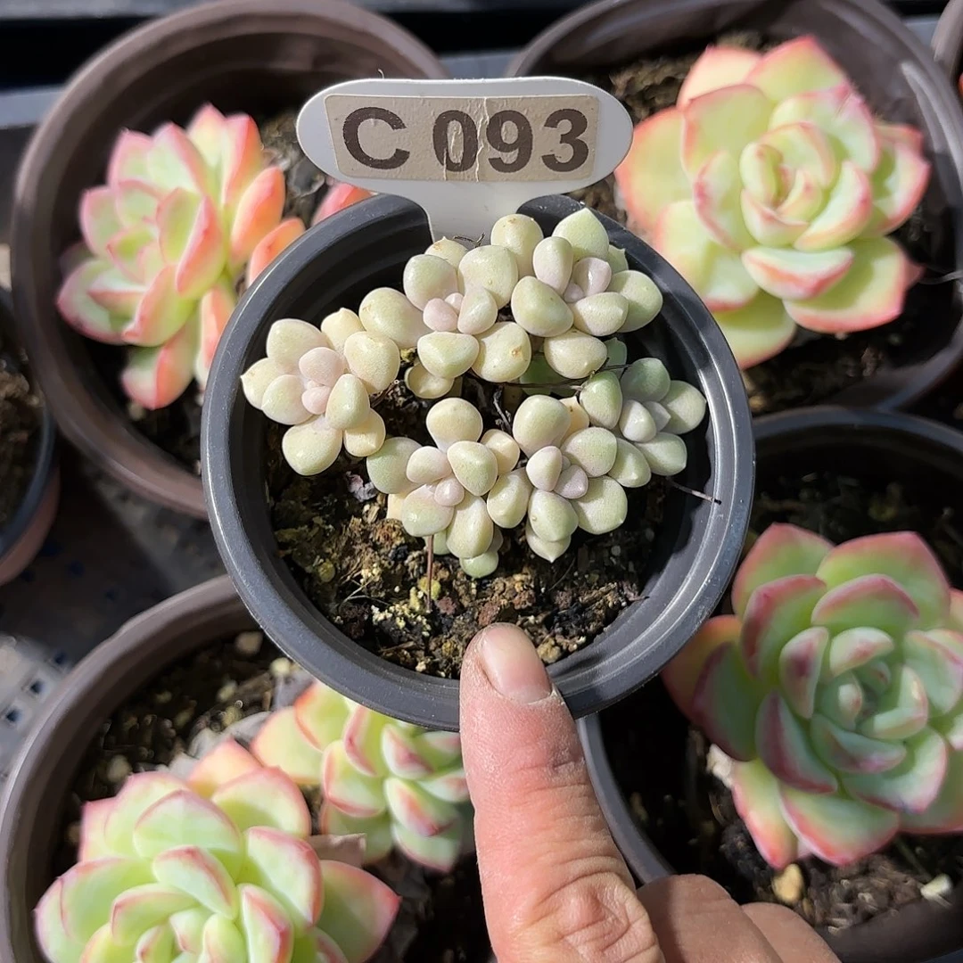 C093丸叶姬秋丽一物一拍