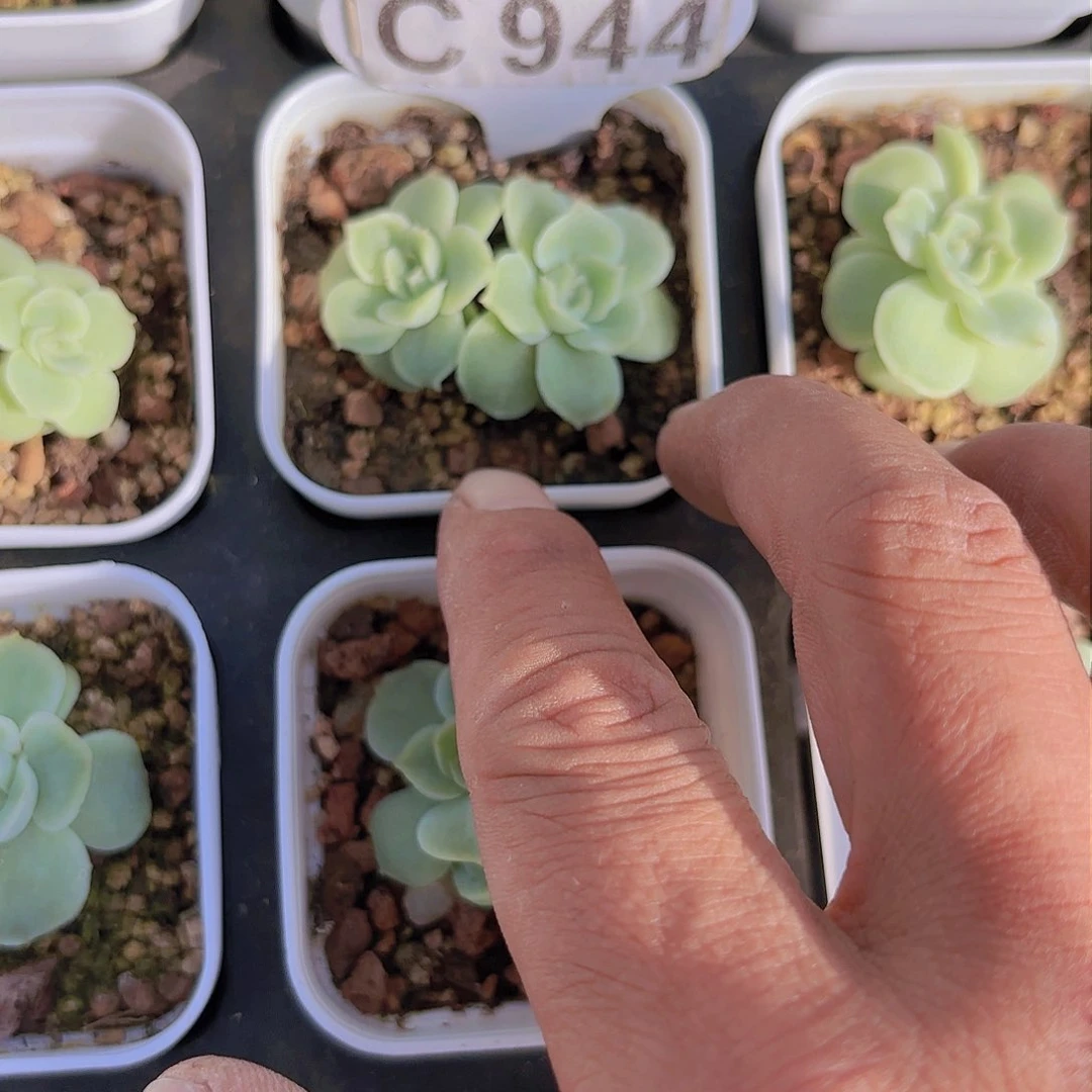 用****6C944虾饺一物一拍