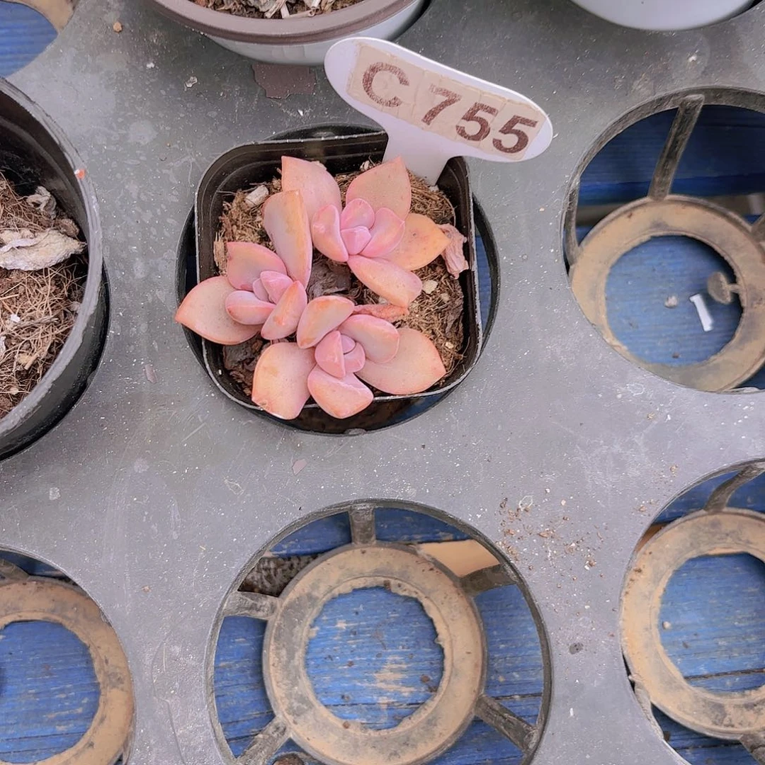 浅***＾C755彩虹糖yi wu yi pai