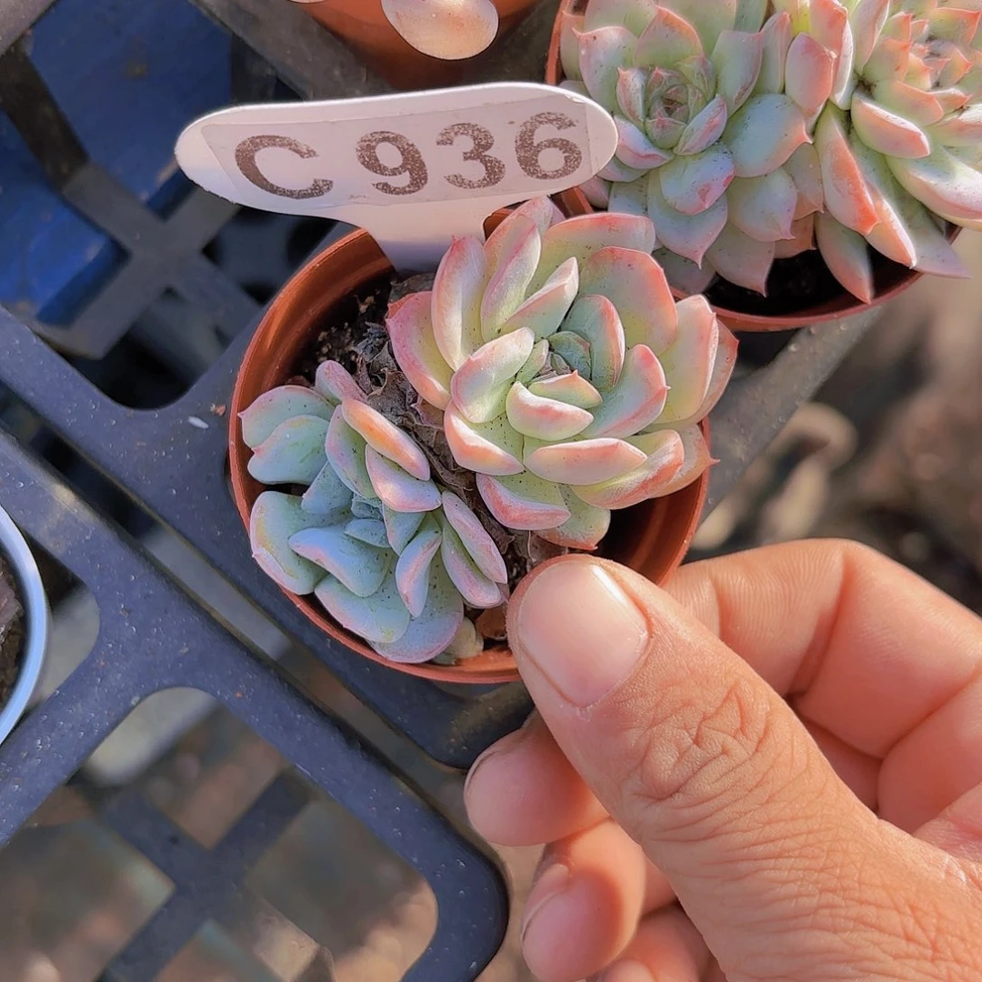 C936一物一拍不知名一物一拍