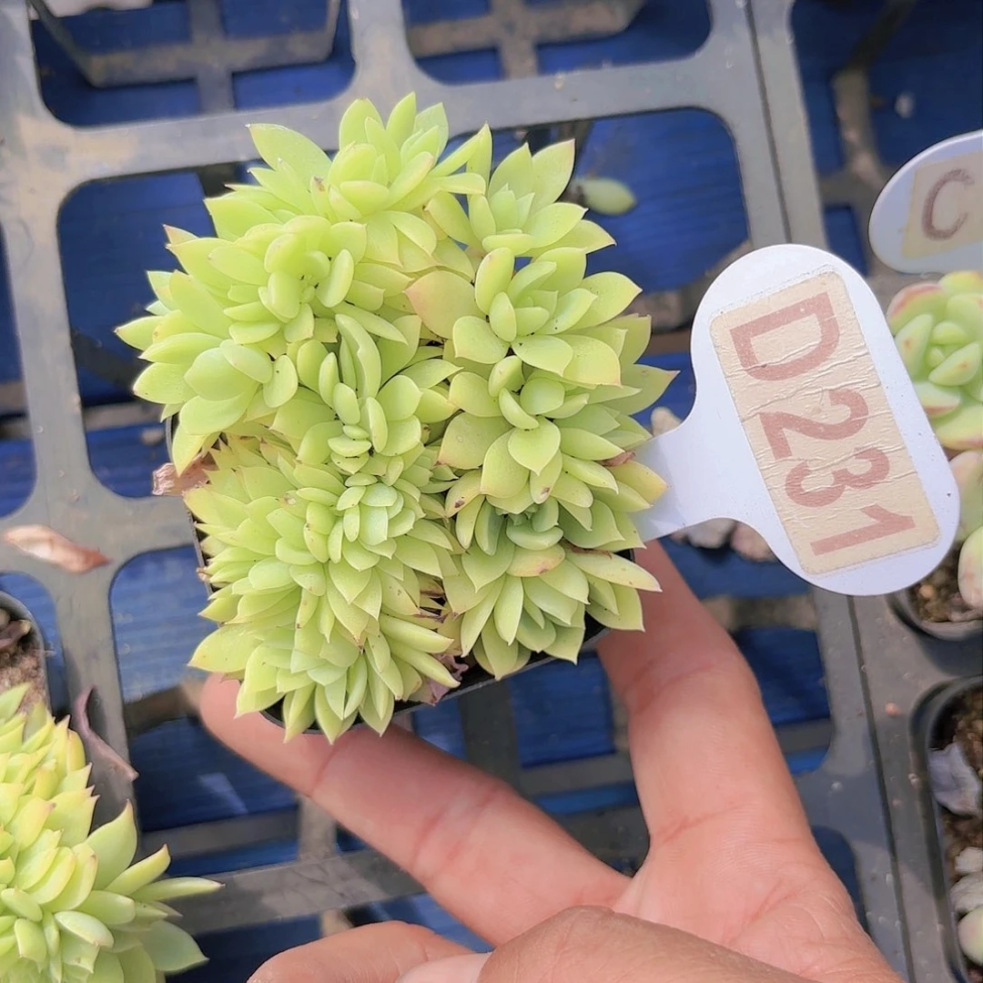 D231三色堇缀一物一拍