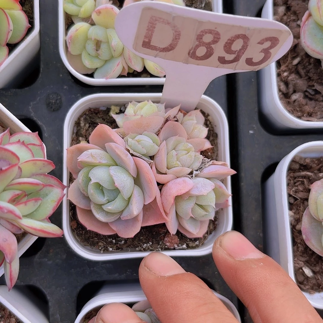 D893胖虎一物一拍