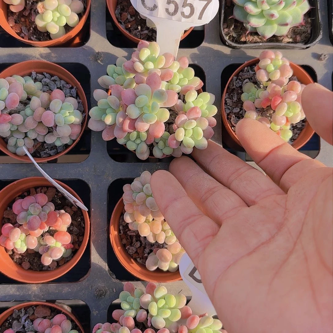 千*＊C557鱼子酱一物一拍