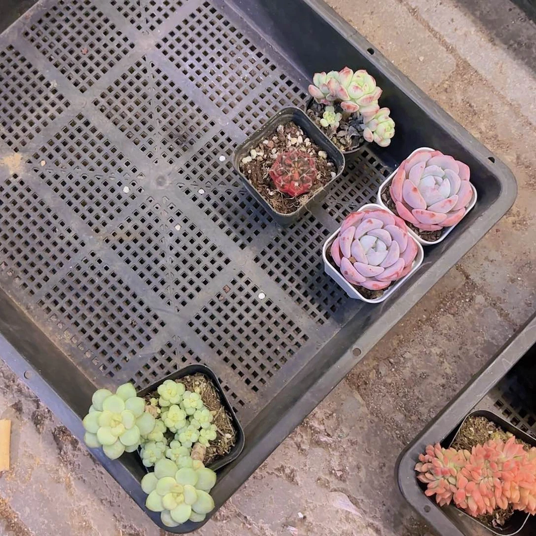 雪*雪莲一物一拍一筐