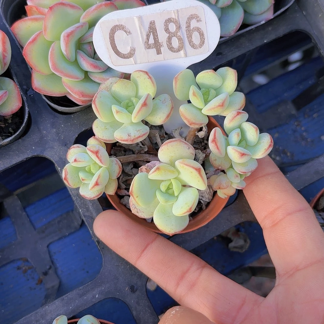 C486香草一物一拍