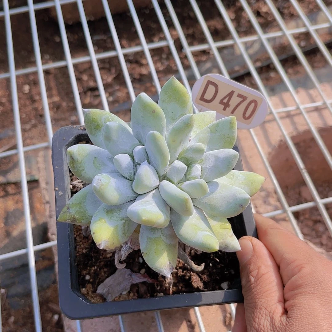 D470拇指一物一拍