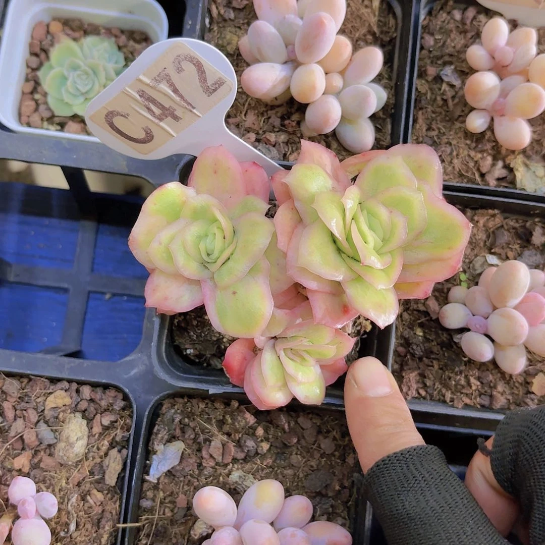 C472冰玫瑰锦一物一拍