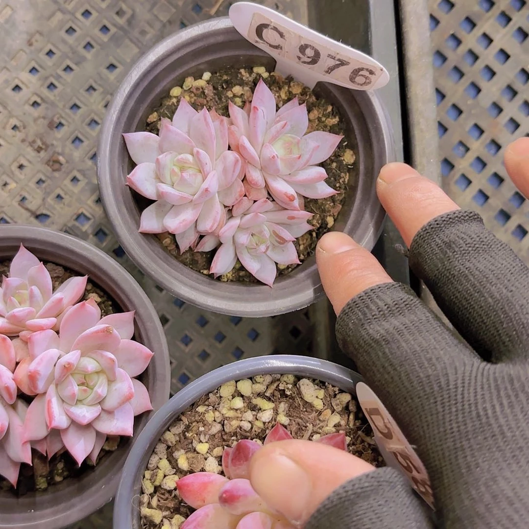 C976粉蓝鸟一物一拍