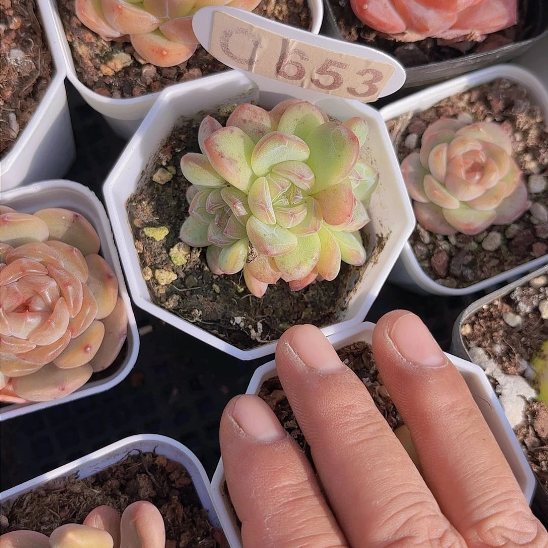 C653星星珍妮一物一拍