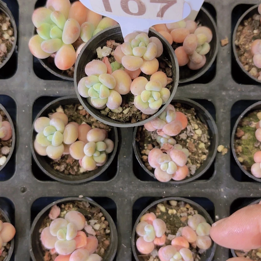 107洛舍一物一拍