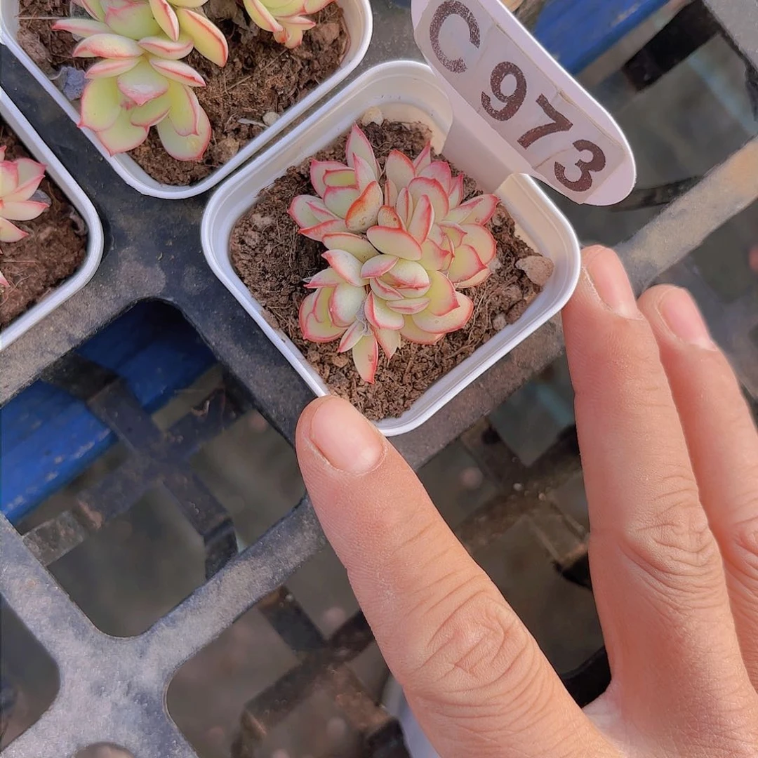 C973牡丹亭一物一拍