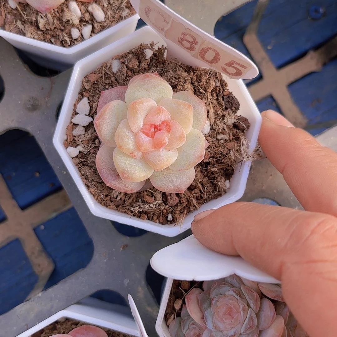 C805珍珠贝母一物一拍多肉