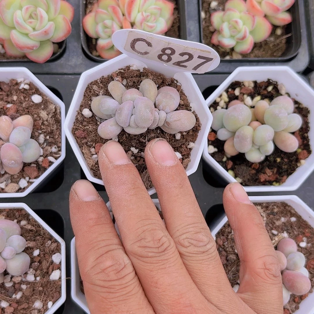 C827奶酪一物一拍