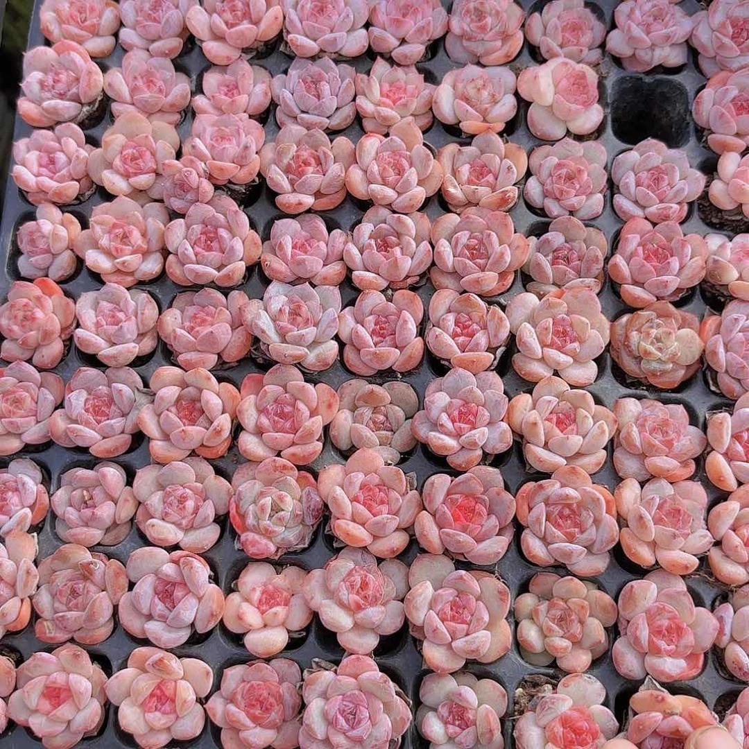 糖心一颗量拍1111