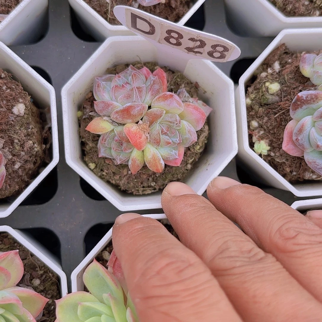 D828刚毅一物一拍