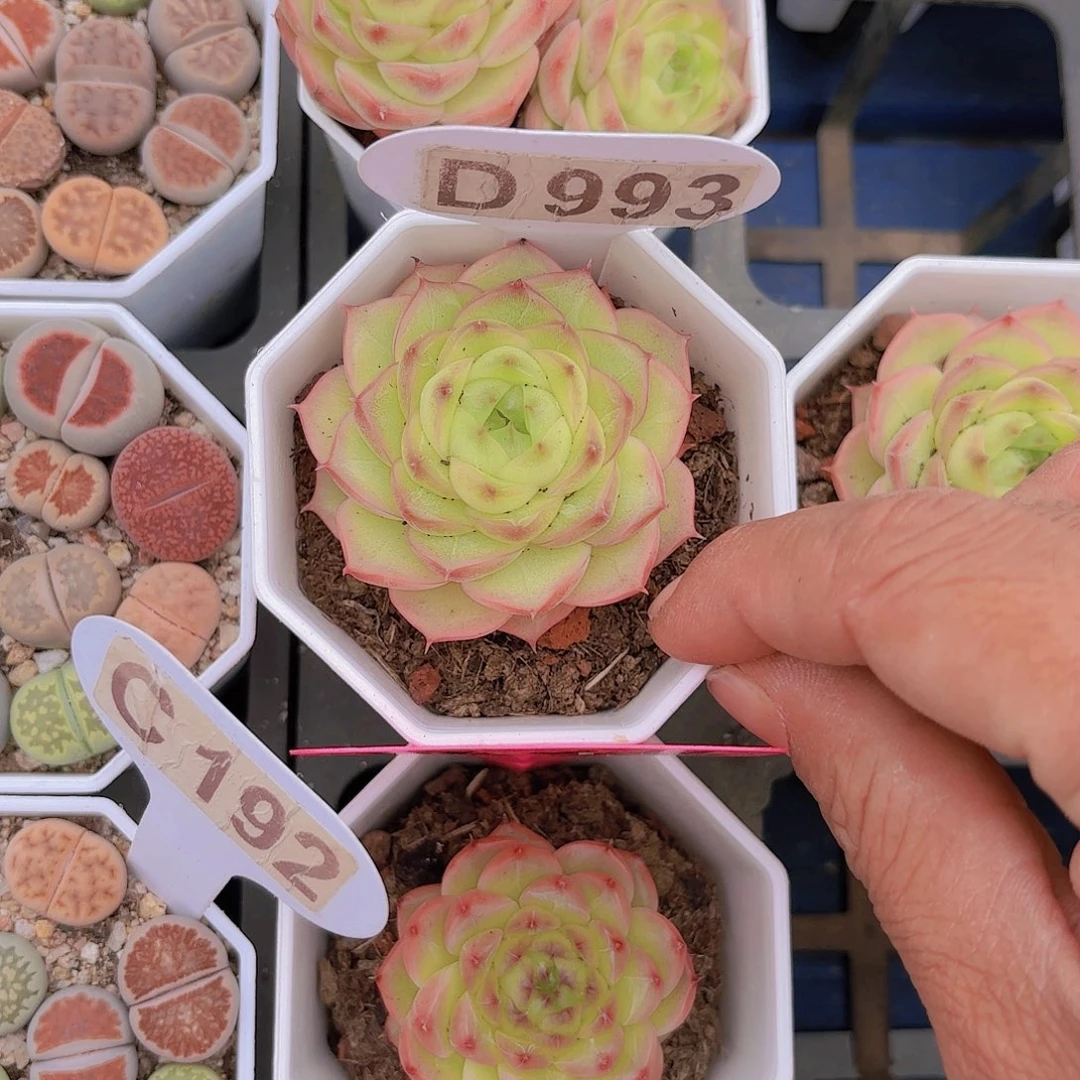 D993白桃甜心一物一拍多肉