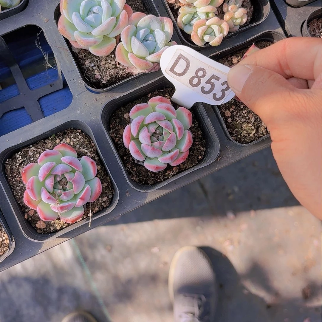 啾***憨D853吉娃娃一物一拍