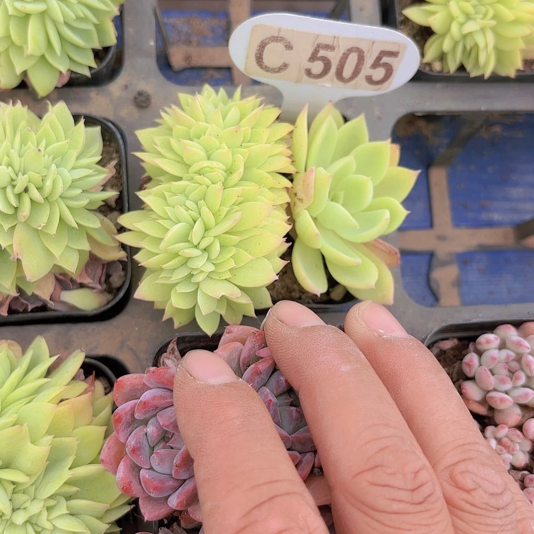 C505三色堇缀一物一拍