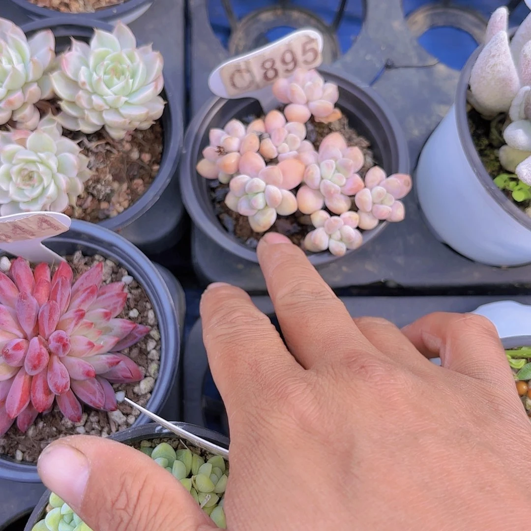 糖**eC895奶酪蛋糕一物一拍