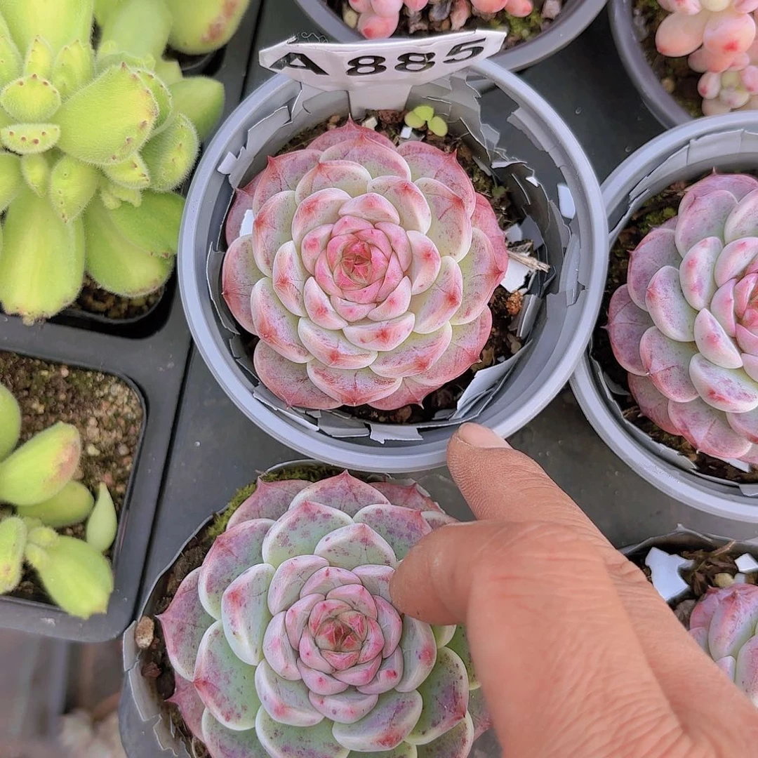 A885天鹅绒一物一拍