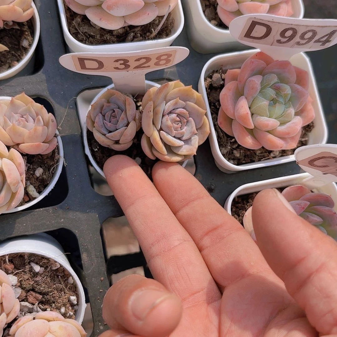 D328露娜脸一物一拍