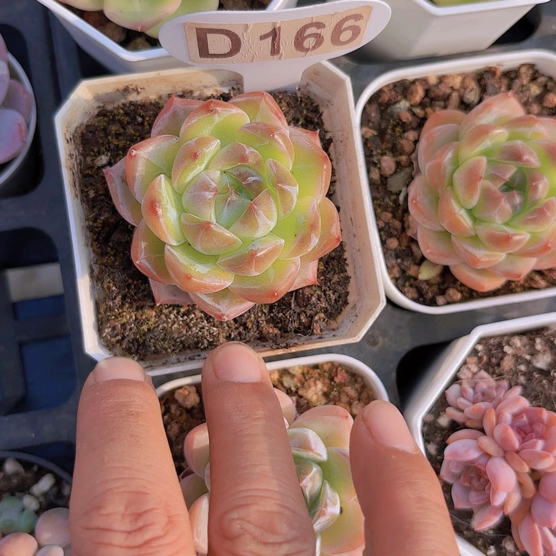 D166钻石珍妮一物一拍