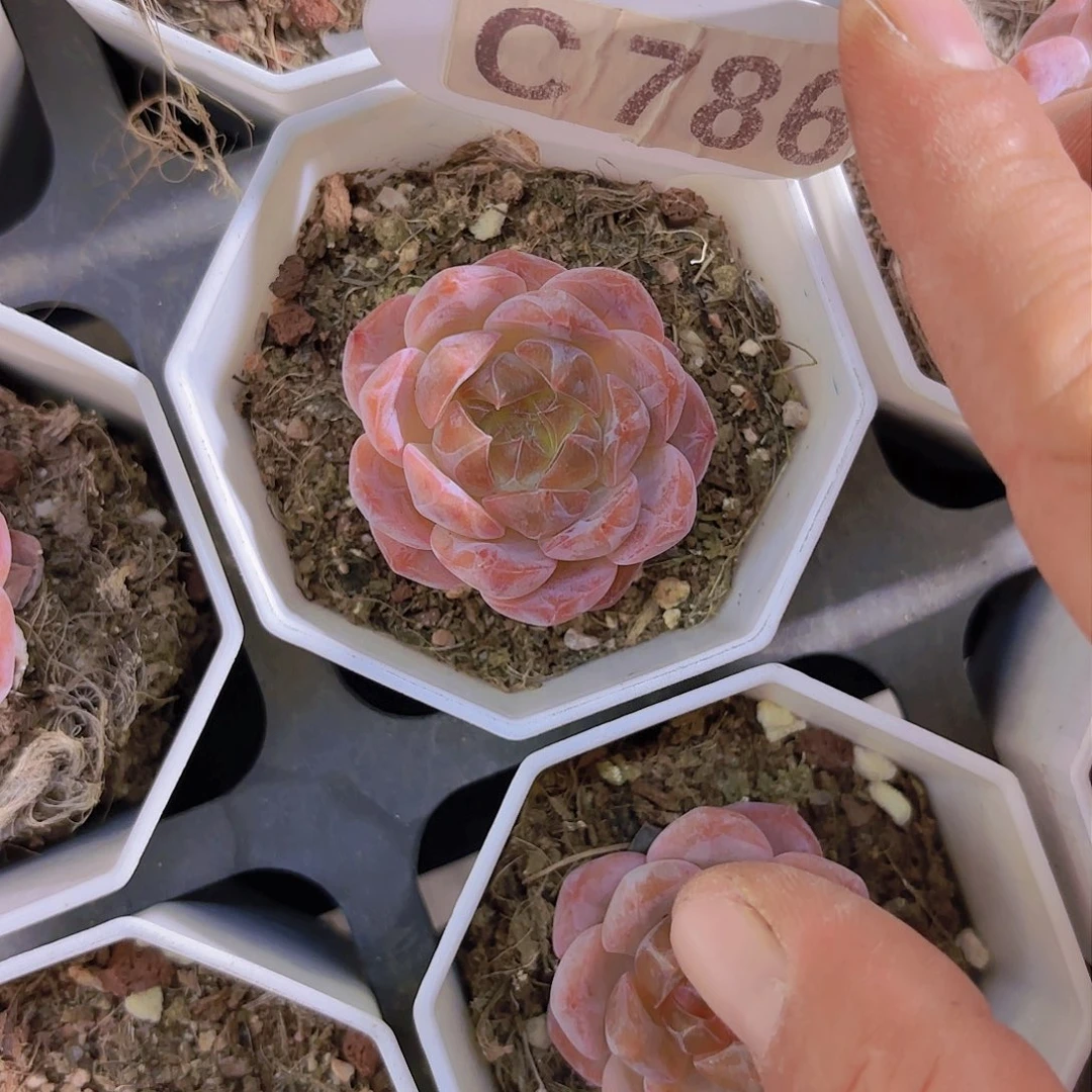 C786糖心一物一拍