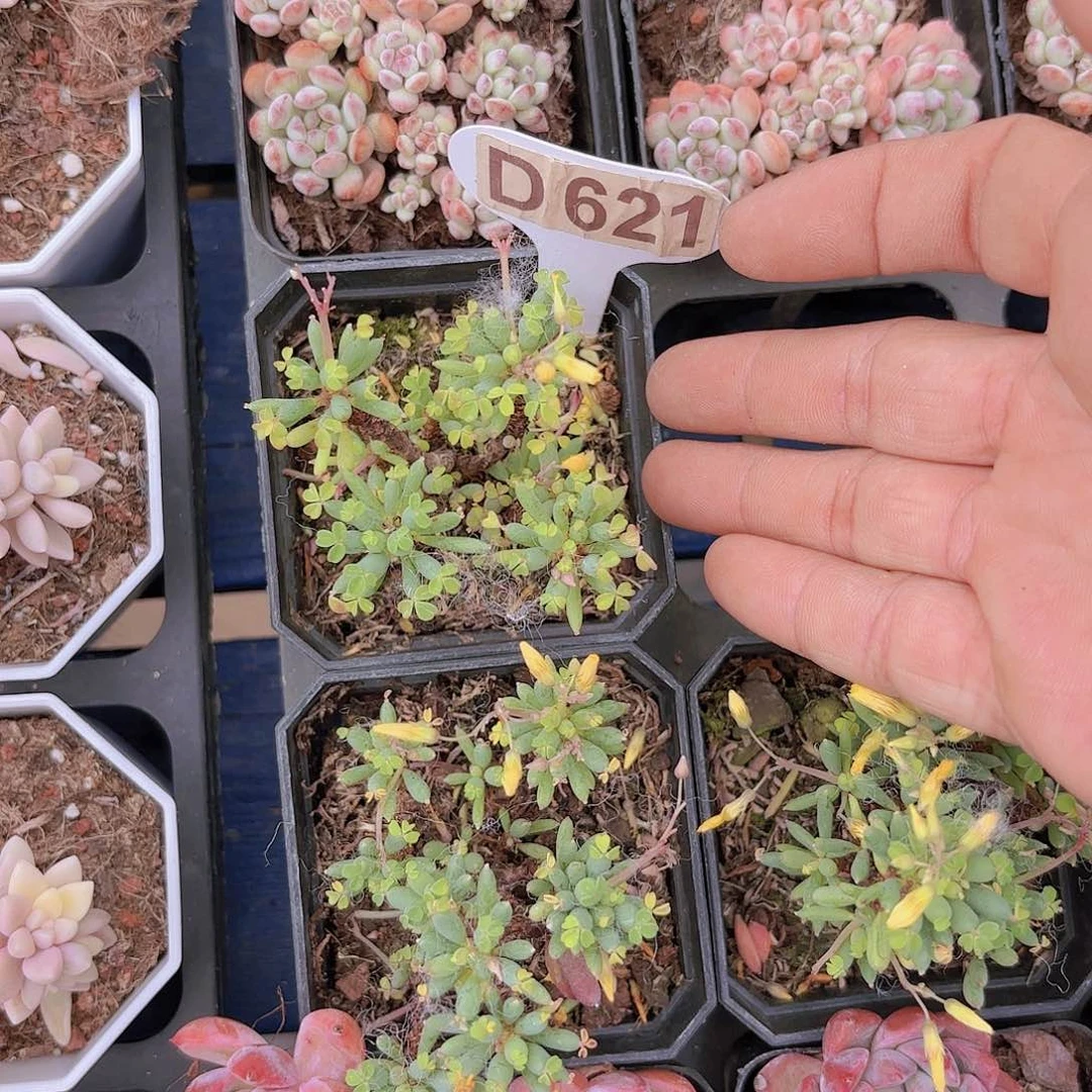 希***uD621酢浆草一物一拍