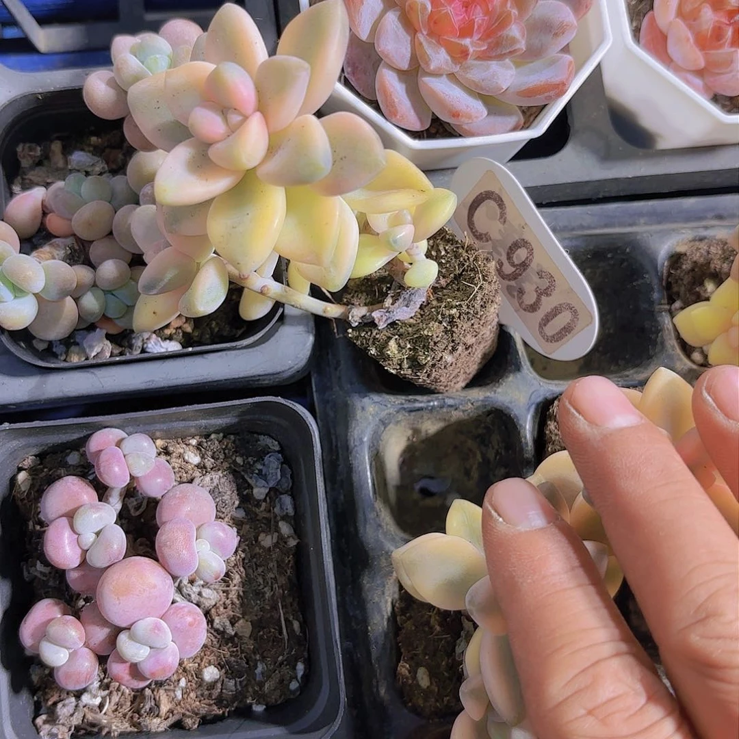 ?****王C930C930美杏锦yi wu yi pao