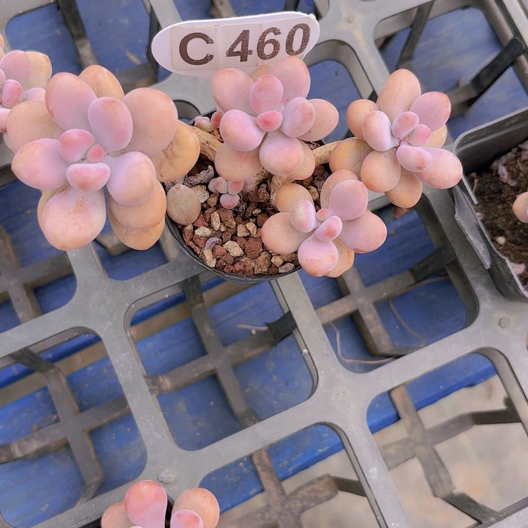 C460桃蛋yi wu yi pai