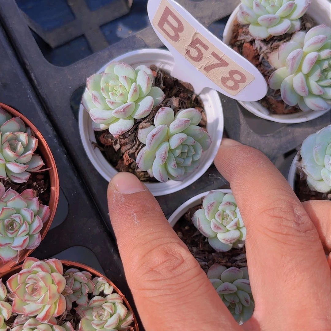 B578一物一拍不知名