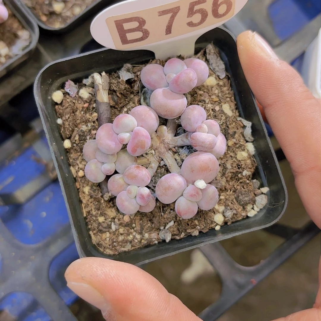 B756腰子蛋一物一拍